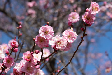 上田城の桜