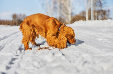 English cocker spaniel in winter. Ginger dog