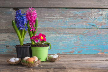 Happy Easter greeting card. Blooming hyacinths and primrose flowers in pots and bird nests with eggs. Space for text