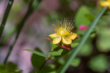 野に咲く弟切草