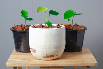 Three Monstera plant seedling is growing on white pot in gray background.