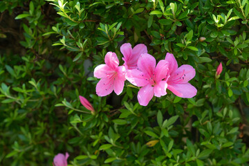 野に咲く美しいツツジ