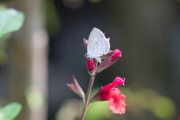 チェリーセージの蜜を吸うチョウ