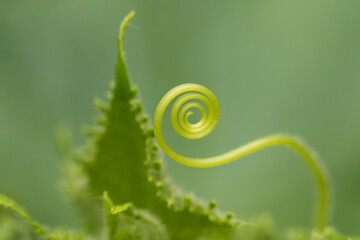 つる植物