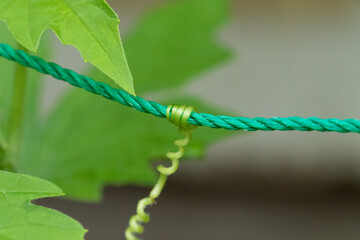 ロープを掴むつる植物