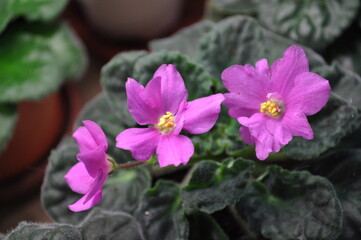 Cultivation of violets in the apartment and at home flowering purple