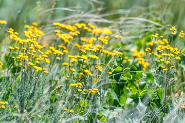 Close up of yellow Tanacetum achilleifolium among lush meadow