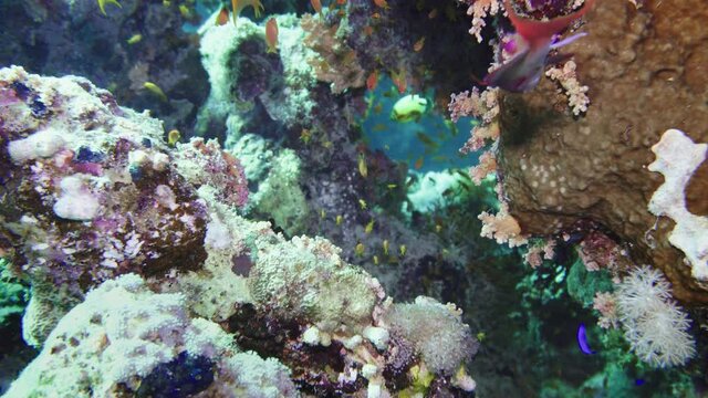 Net Fire Coral Millepora dichotoma , Glare of sunlight on colorful corals near the water surface. Red Sea 4K