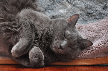 Russian blue cat in a beautiful angle