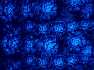 Beautiful magical glowing succulent flowers on dark blue background. Futuristic nature design illustration.