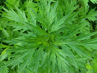 ヨモギの鮮やかな緑の葉