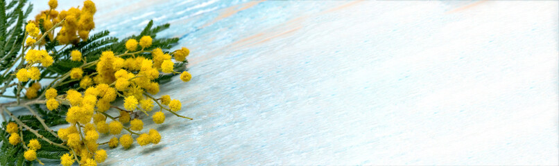 Branches of Mimosa and Verba on wooden background. Mimosa and Verba on gray background.