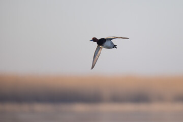 Fototapeta na wymiar Redhead duck in flight.
