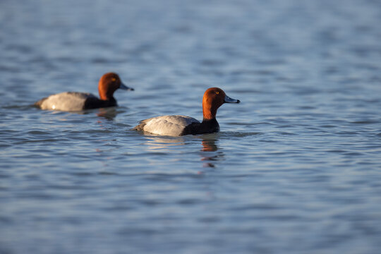 Redhead ducks swimming on a lake.
