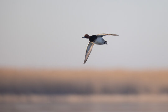 Redhead duck in flight.