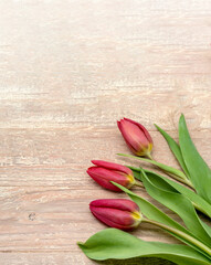 Wooden banner with tulips. Tulip on wooden background.