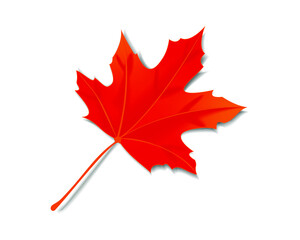 Obraz premium autumn maple leaf isolated on a white background