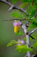 Flor de árbol Acacia en sudáfrica
