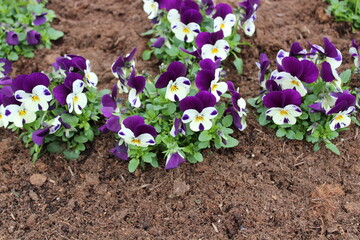 Stiefmütterchen im Garten