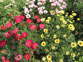 colorful sun flowers are blooming in April outdoors design for blooming concept