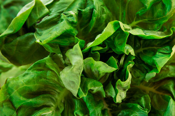Fototapeta na wymiar Green lettuce salad, close up. Texture, background