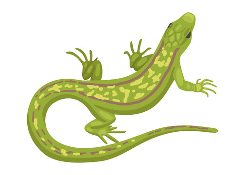 Lizard, a green small reptile, a species of common lizard. Vector animal on white background, cartoon illustration