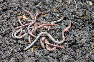 Close up of earthworms in fertile soil , Fishing baits