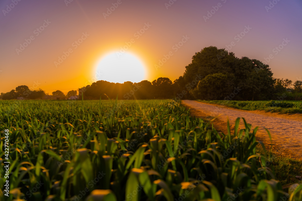 Wall mural sunset over the field