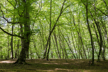 view of a green spring beech forest