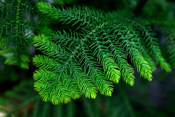 Araucaria biramulata are evergreen coniferous tree. Macro view of delicate branches on a norfolk pine.