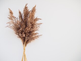 Fluffy pampas grass on gray background. Pampas in light pastel colors. Dry reeds boho style....