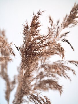 Fototapeta Fluffy pampas grass on gray background. Pampas in light pastel colors. Dry reeds boho style. Minimal, stylish, monochrome concept. Place for text