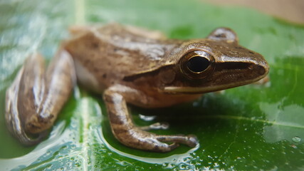 Tree frog on the ground