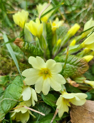 Yellow garden flowers in spring