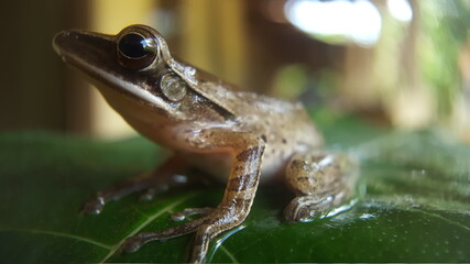 Tree frog on a leaf