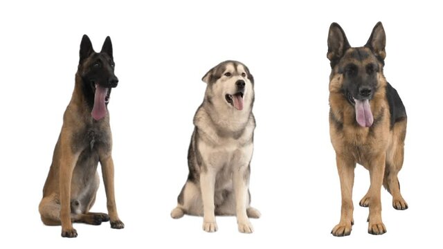 malinois, german shepherd and malamute on white background