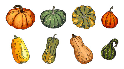Pumpkins, butternut squash and gourd. Thanksgiving pictogram collection farm harvest, closeup squash, vegetable.