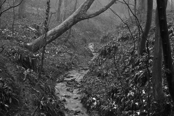 Black and white image of a woodland stream on a foggy morning in winter.