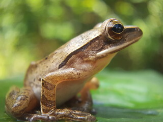 Tree frog on a leaf