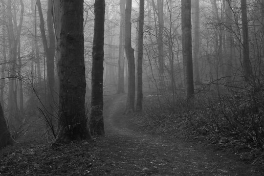 Black and white image of a woodland path on a foggy morning in winter.