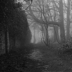 Woodland path on a foggy morning in winter.