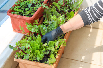 Woman is planting healthy organic green vegetables in plastic flower pot at home garden. Top view, Food concept.