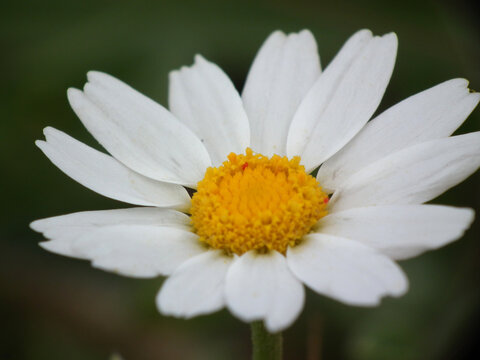 Fiori selvatici di primavera