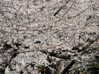 春の音無親水公園の桜　東京都北区王子