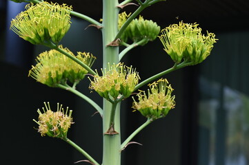 Beautiful white or pale green flowers of sisal (Caribbean Agave) Scientific name: Agave angustifolia, the tree will begin to bloom when the tree is about 7-20 years old, the flower stalk is 4.5-7.5 M. - obrazy, fototapety, plakaty