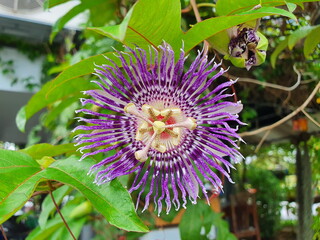 Blue Passion Flower Scientific name: Passiflorax alato-caerulea Large hardy ivy, spherical flowers....