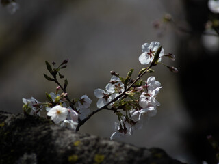 サクラの花のクローズアップ　3月