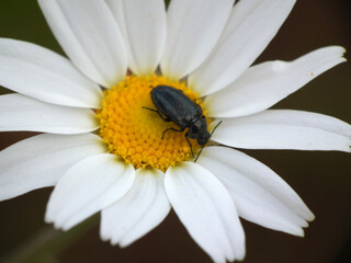 Fototapeta premium Fiori selvatici di primavera