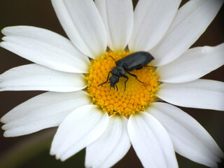 Fiori selvatici di primavera
