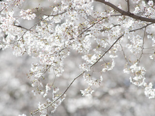 サクラの花のクローズアップ　3月
